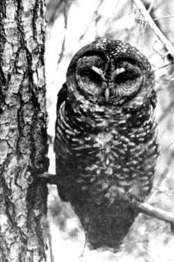 12763 – Spotted Owl Inventory